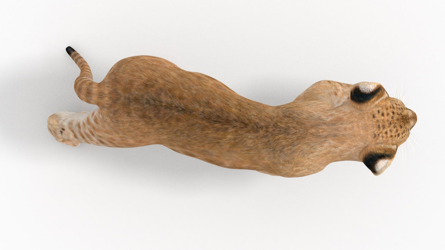 Rigged Lion Cub 3D Model