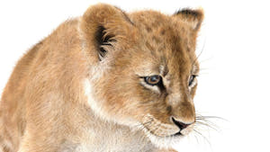 Rigged Lion Cub 3D Model with Fur Head close up Thumbnail