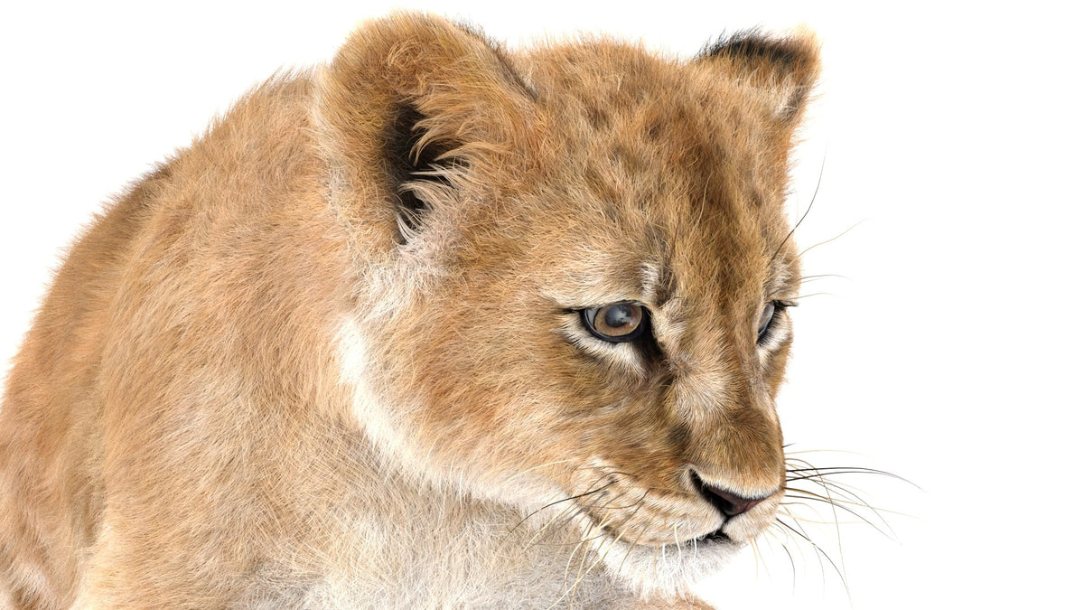 Rigged Lion Cub 3D Model with Fur Head close up