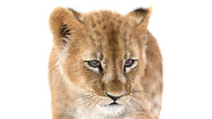 Rigged Lion Cub 3D Model with Fur Head close up Thumbnail