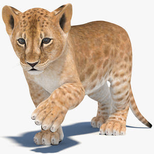 Rigged Lion Cub 3D Model for Download Thumbnail