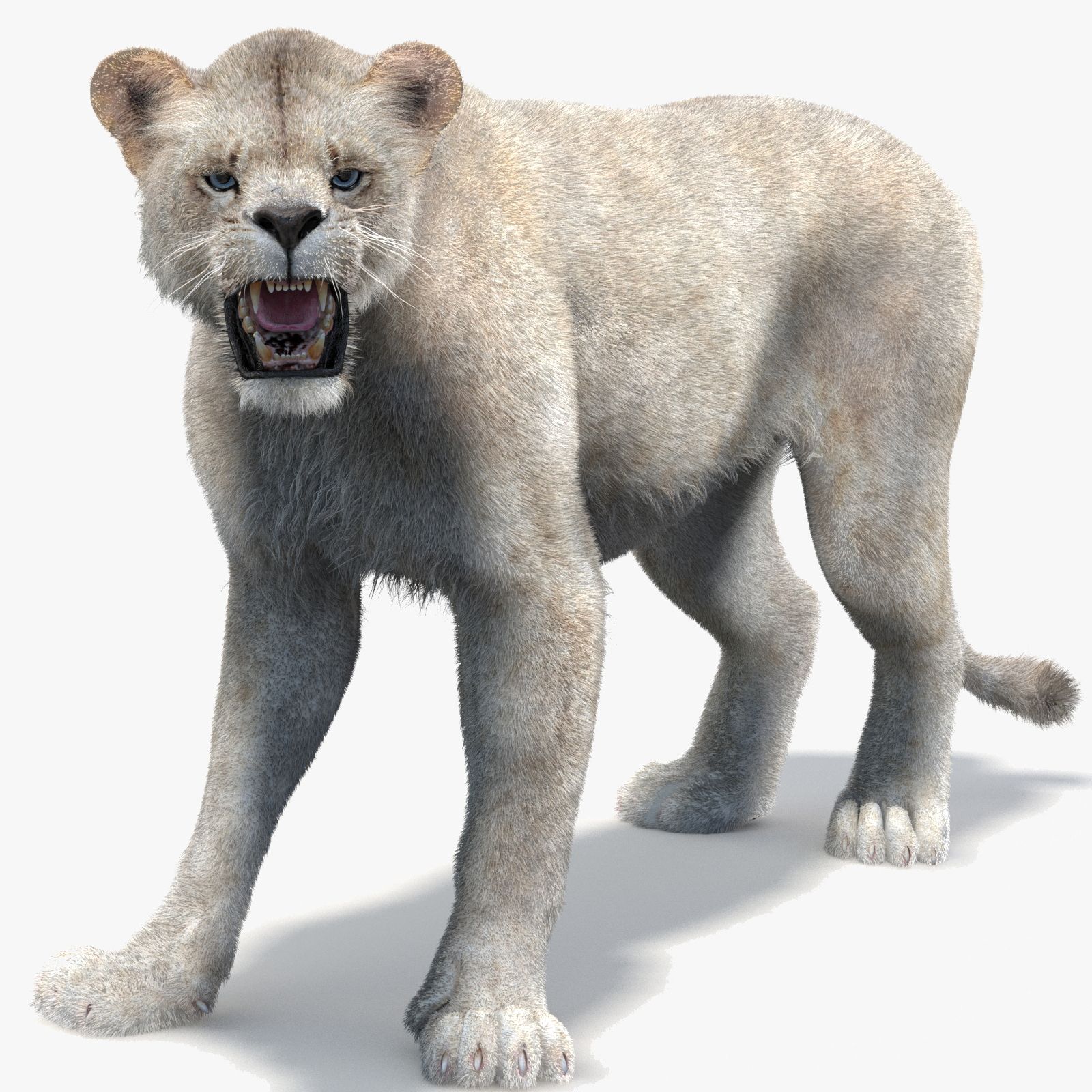 Rigged White Lioness 3D Model with Fur