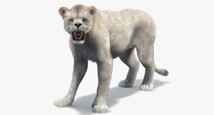 Rigged White Lioness 3D Model with Fur Thumbnail