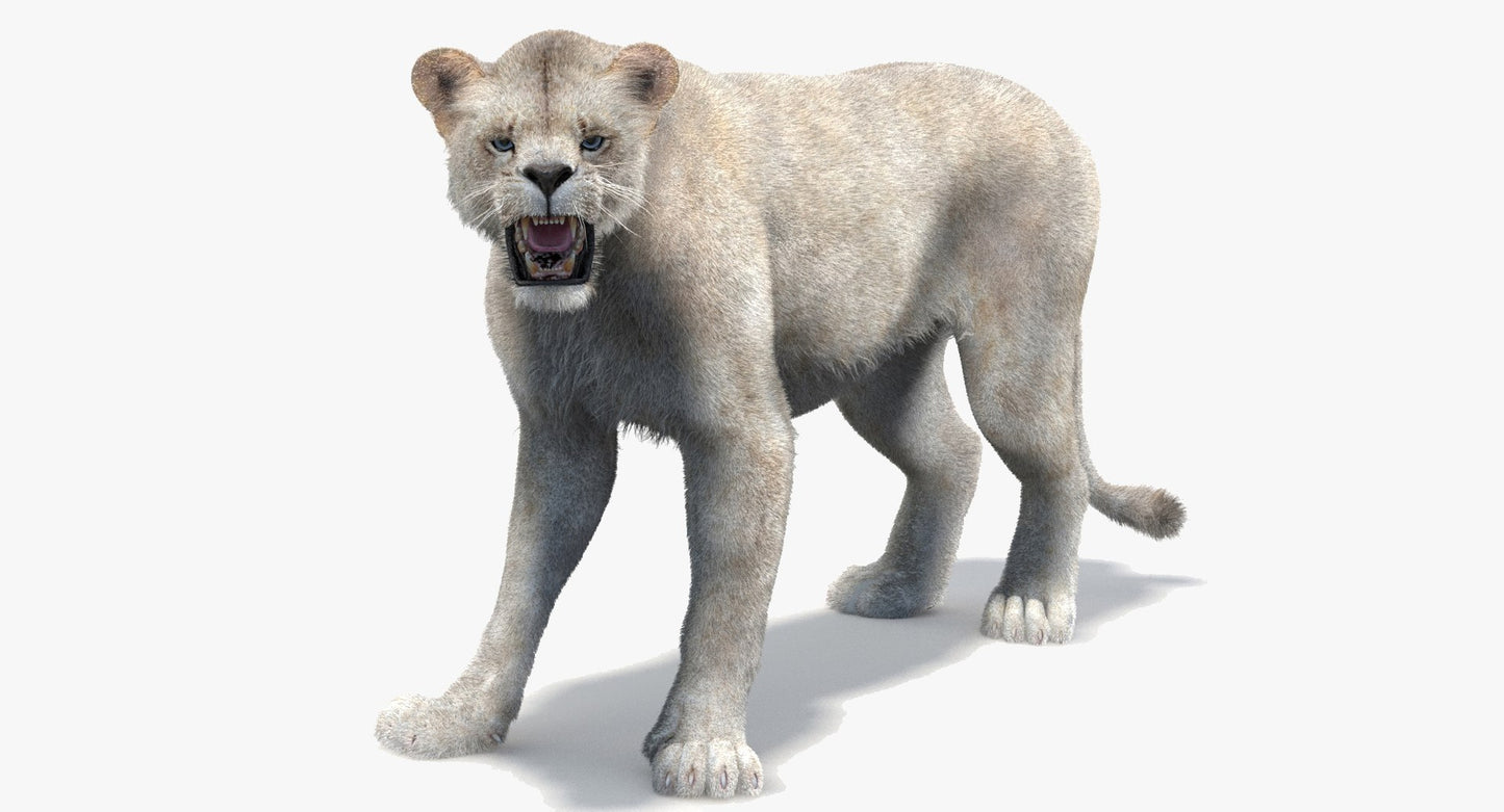 Rigged White Lioness 3D Model Fur