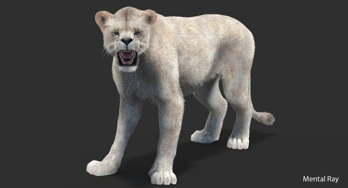 Rigged White Lioness 3D Model with Fur: Mental Ray