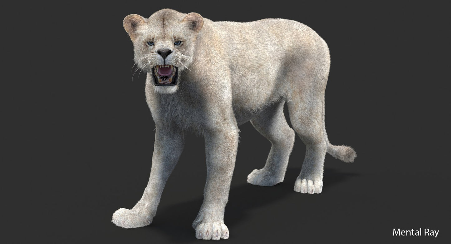 Rigged White Lioness 3D Model Fur