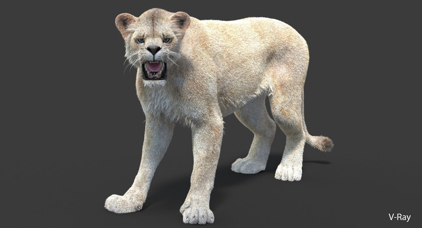 Rigged White Lioness 3D Model Fur