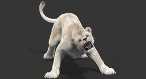 Rigged White Lioness 3D Model with Fur Thumbnail