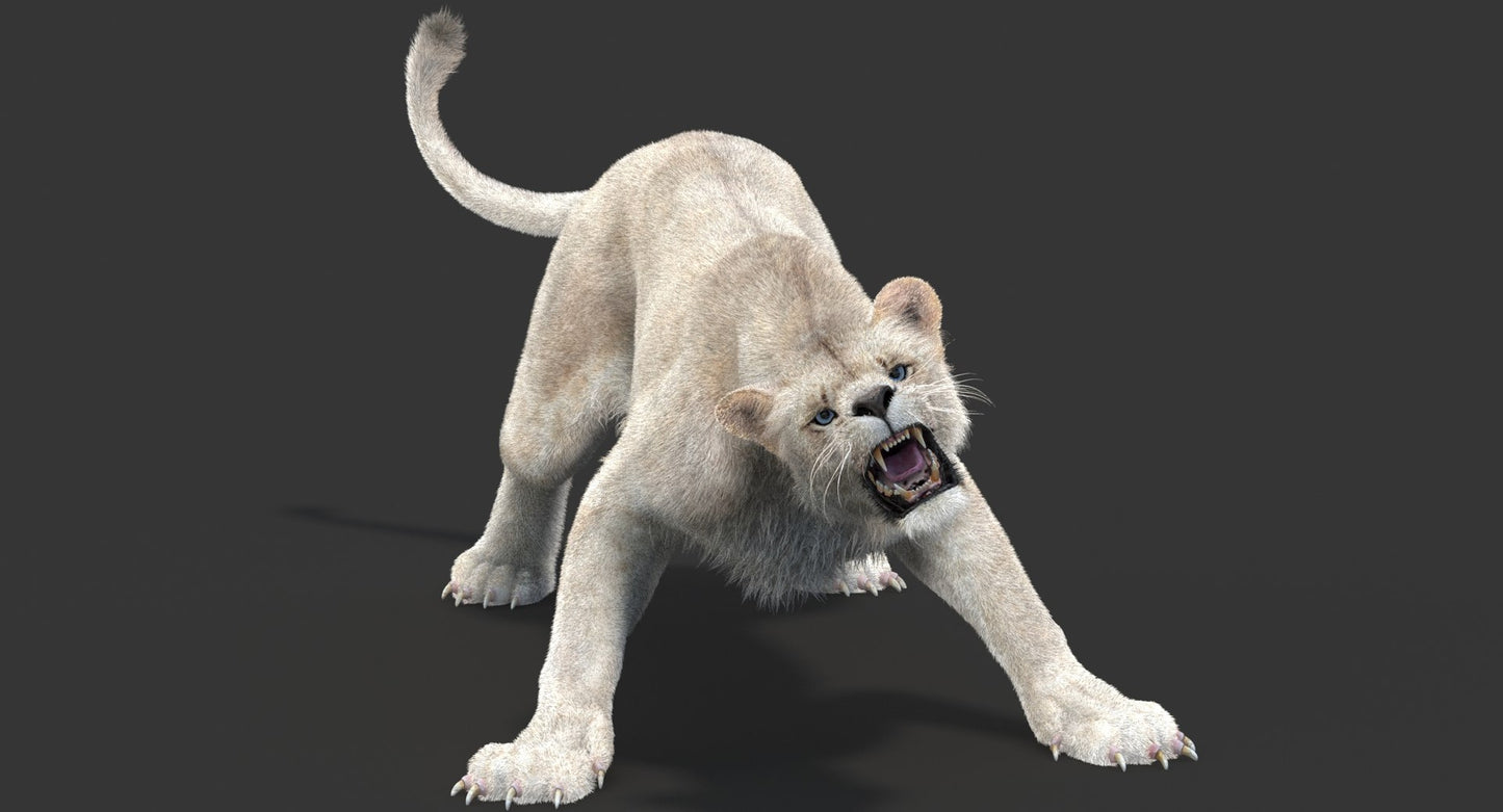 Rigged White Lioness 3D Model Fur