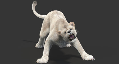 Rigged White Lioness 3D Model Fur