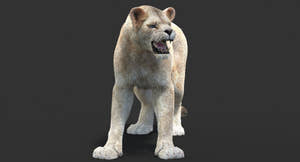 Rigged White Lioness 3D Model with Fur Thumbnail