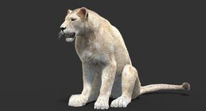 Rigged White Lioness 3D Model with Fur Thumbnail