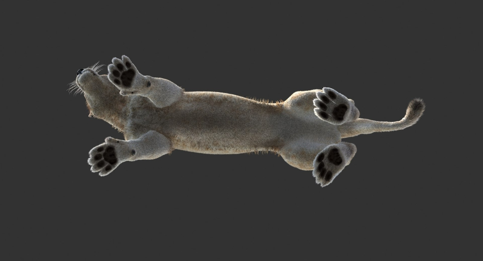 Rigged White Lioness 3D Model Close Up View with Fur Bottom View