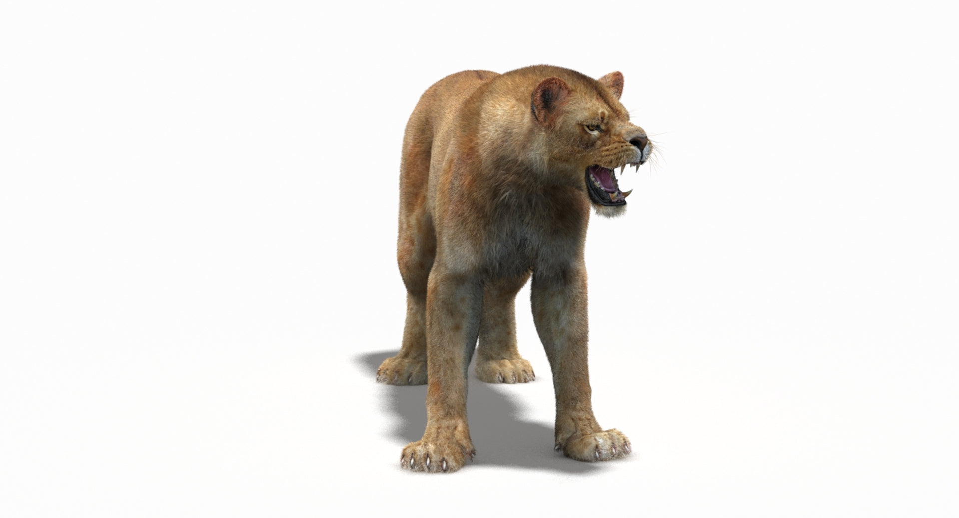 Animated Lioness 3D Model Fur - 360 Degree View