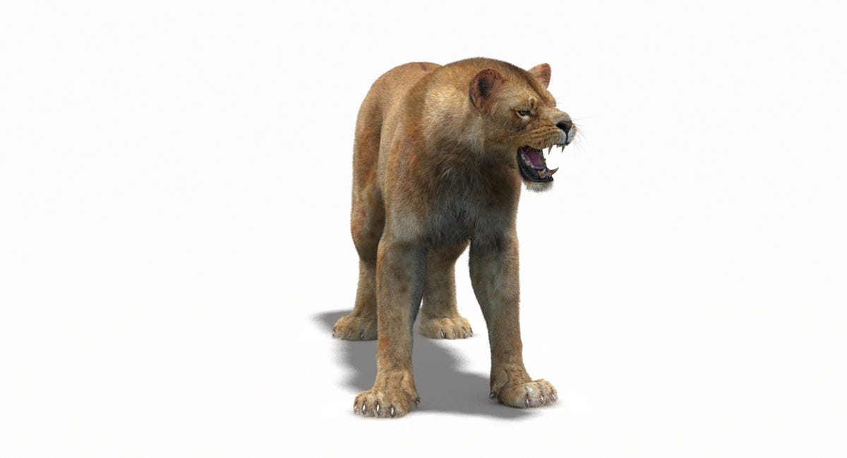 Animated Lion Family 3D Models – Lion, Lioness and Cub - 360 Degree View
