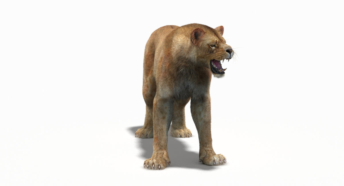 Animated Lion Family 3D Models – Lion, Lioness and Cub - 360 Degree View