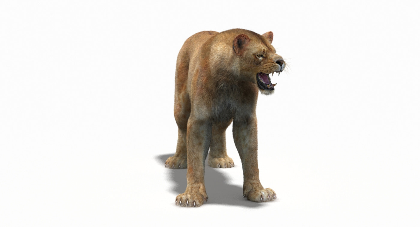 Animated Lion Family 3D Models – Lion, Lioness and Cub - 360 Degree View
