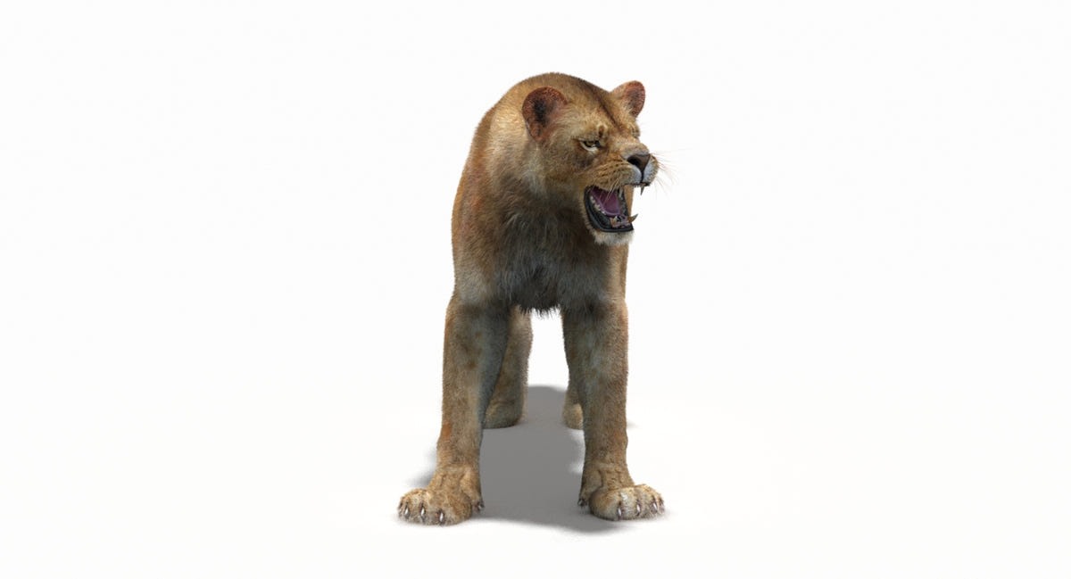Animated Lioness 3D Model - Hair and Fur - 360 Degree View