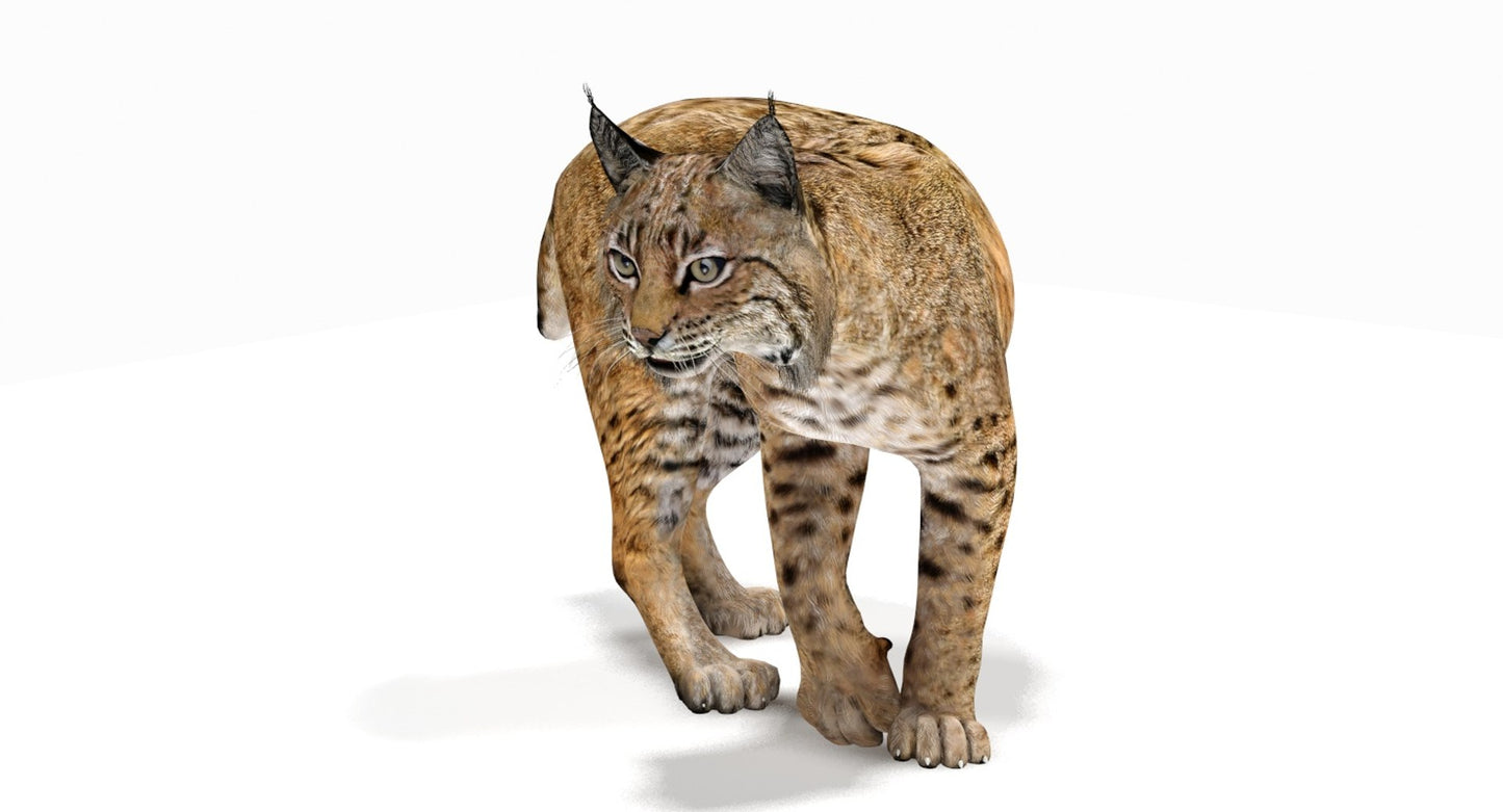 Rigged Lynx Rufus 3D Model for Download