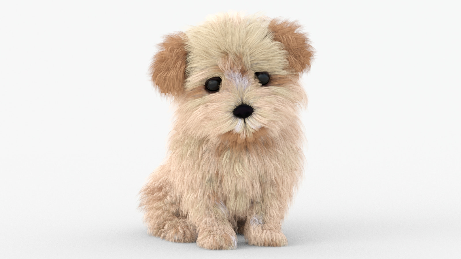 Maltipoo Dog Puppy Polygonal Fur 3D Model