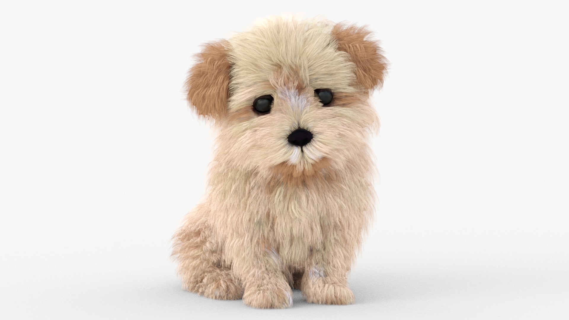 Maltipoo Dog Puppy Polygonal Fur 3D Model