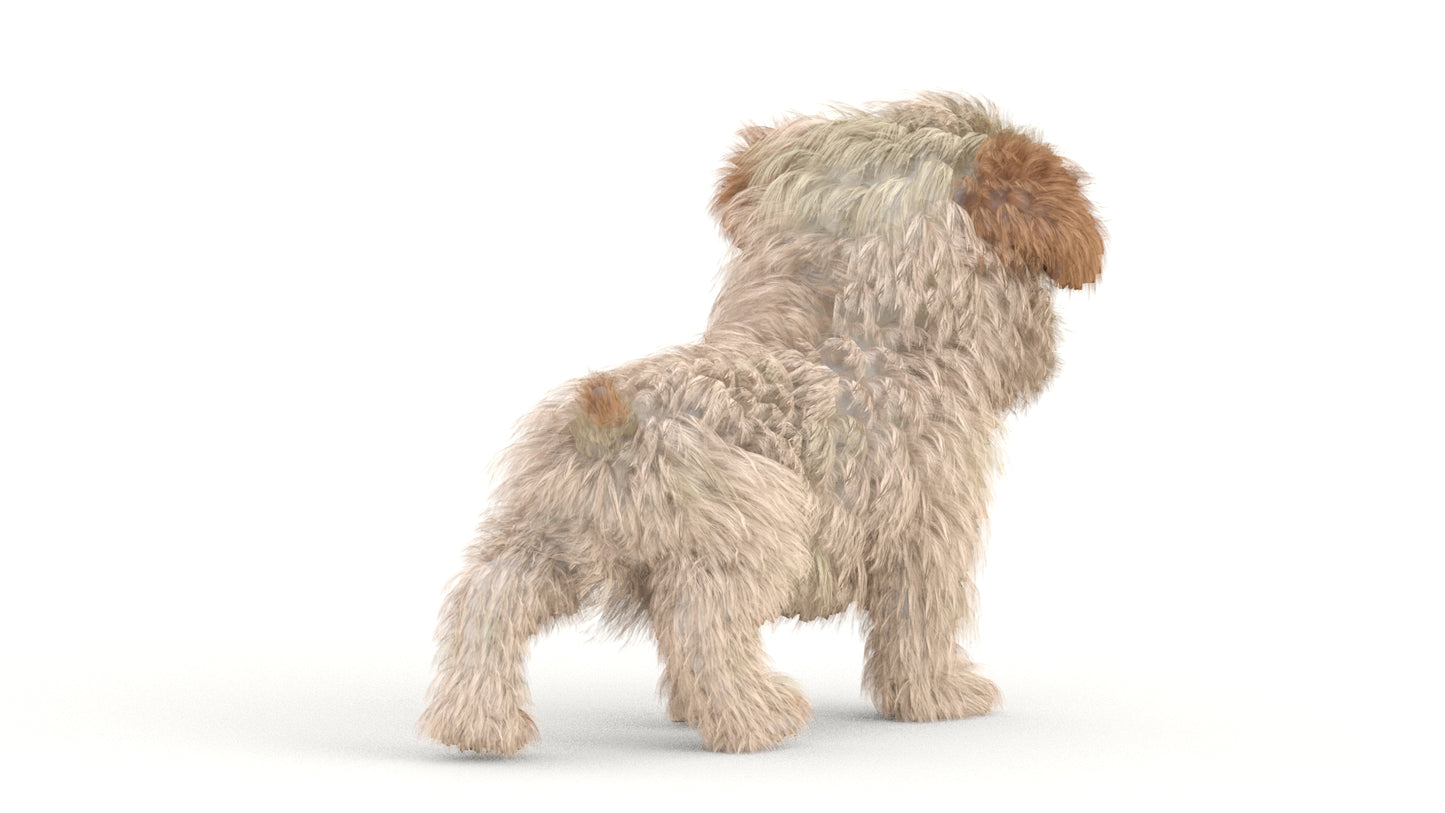 Maltipoo Dog Puppy Polygonal Fur 3D Model