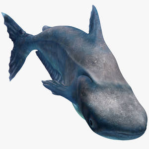 Rigged Mekong Giant Catfish 3D Model Thumbnail