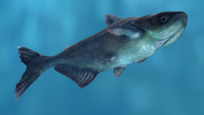 Rigged Mekong Giant Catfish 3D Model
