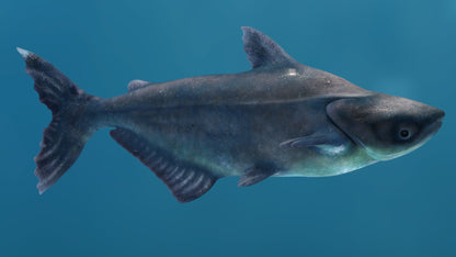 Rigged Mekong Giant Catfish 3D Model