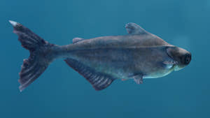 Rigged Mekong Giant Catfish 3D Model Thumbnail