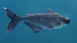 Rigged Mekong Giant Catfish 3D Model Thumbnail