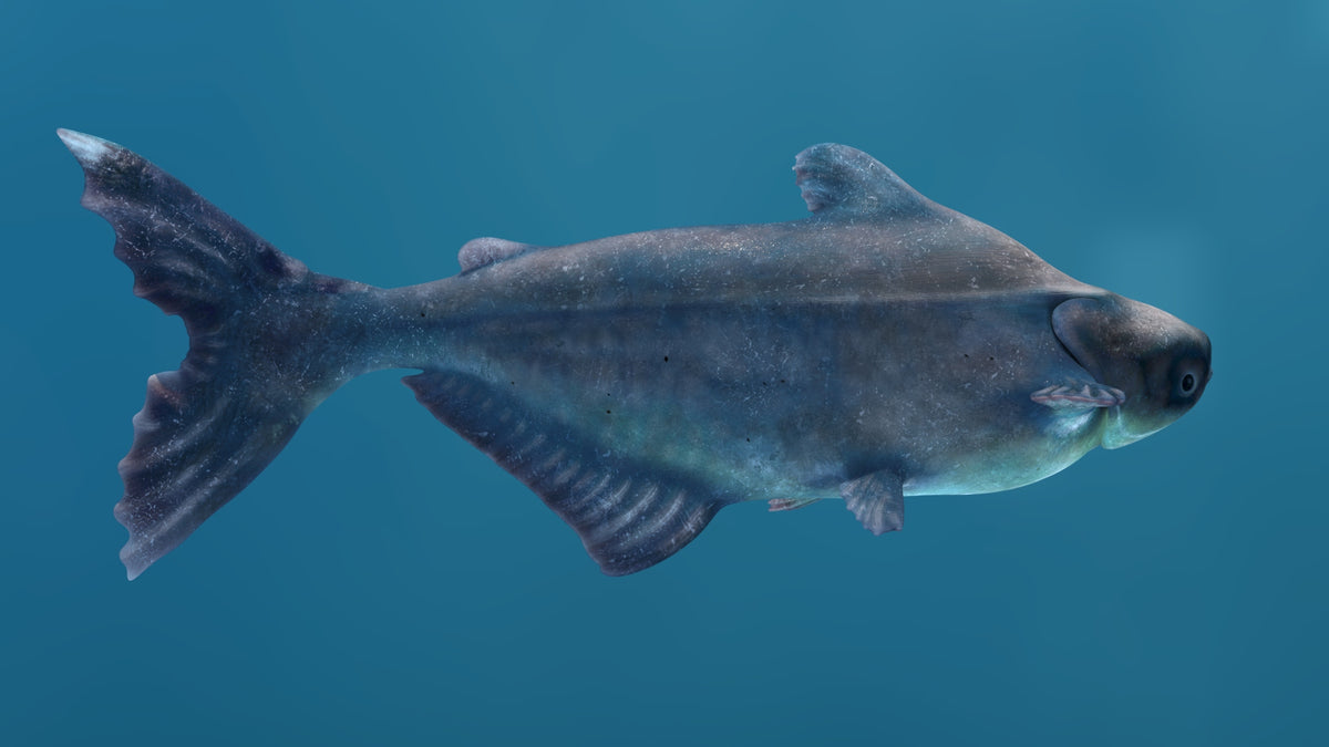 Rigged Mekong Giant Catfish 3D Model