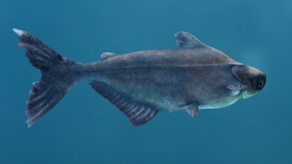 Rigged Mekong Giant Catfish 3D Model