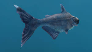 Rigged Mekong Giant Catfish 3D Model Thumbnail