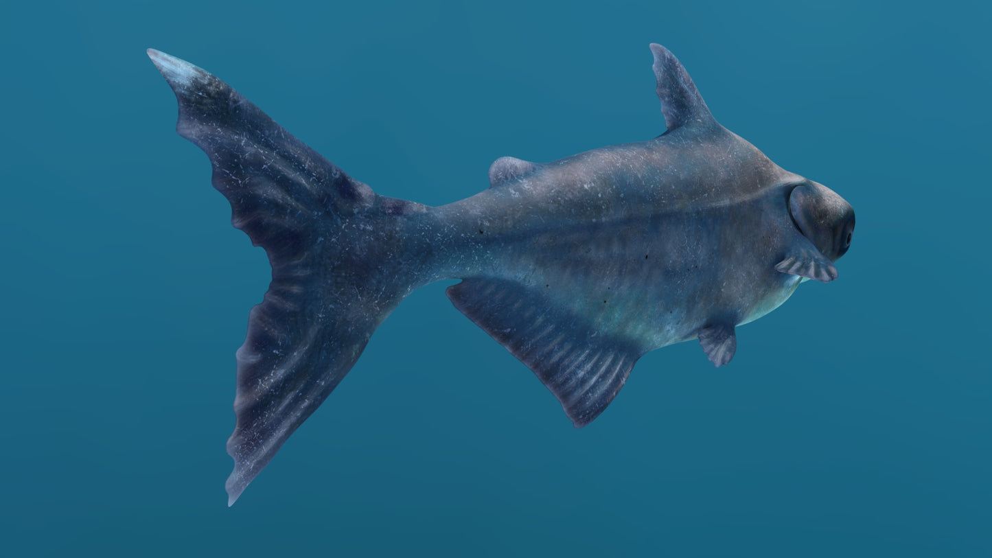 Rigged Mekong Giant Catfish 3D Model