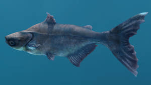 Rigged Mekong Giant Catfish 3D Model Thumbnail