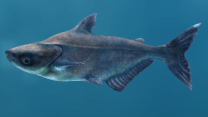 Rigged Mekong Giant Catfish 3D Model