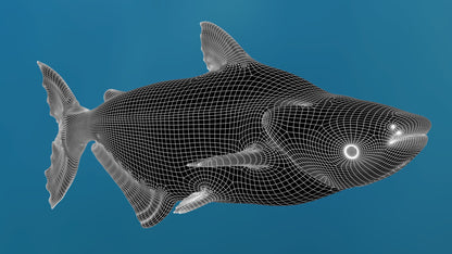 Rigged Mekong Giant Catfish 3D Model