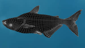 Rigged Mekong Giant Catfish 3D Model Thumbnail