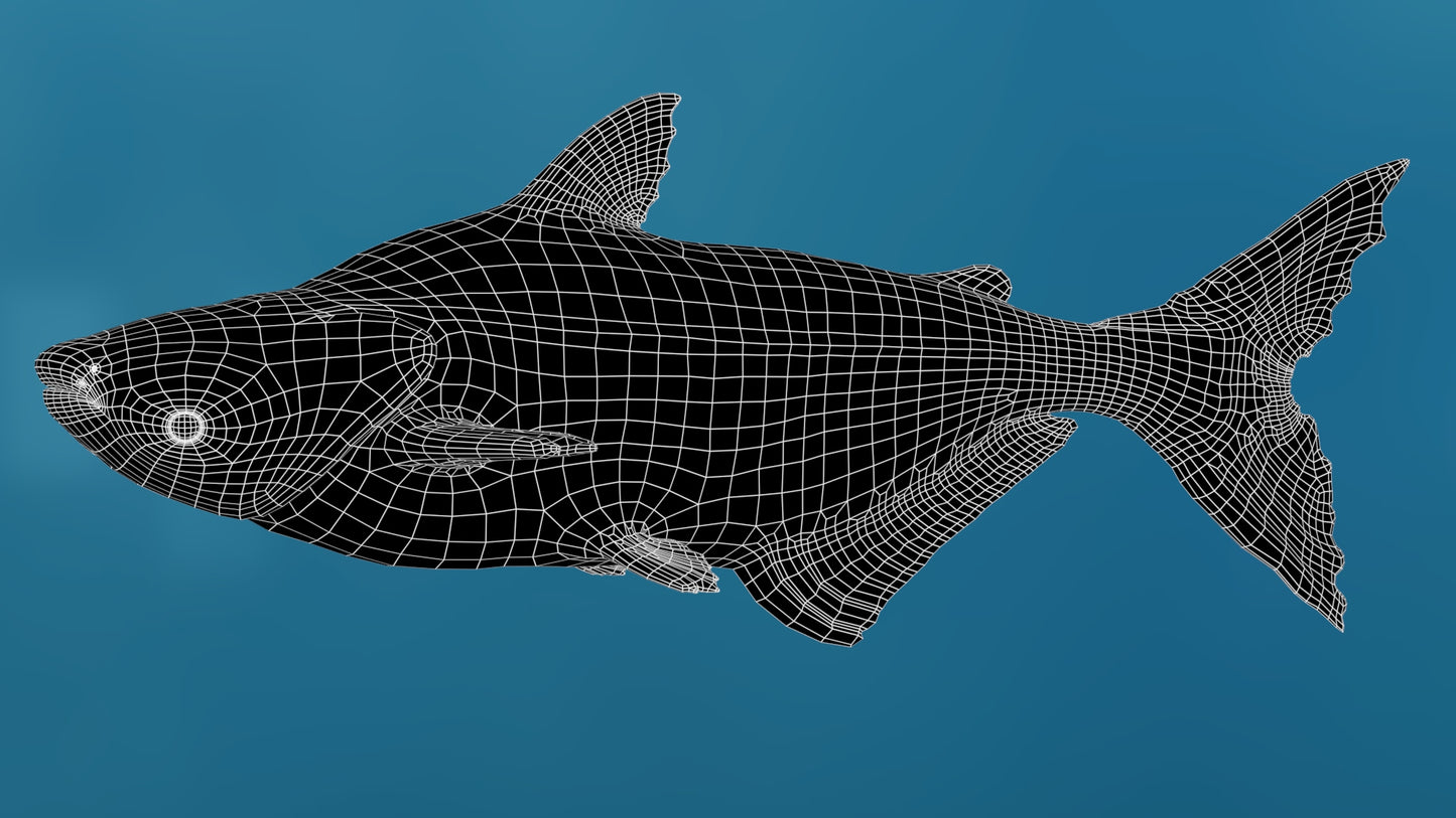 Rigged Mekong Giant Catfish 3D Model