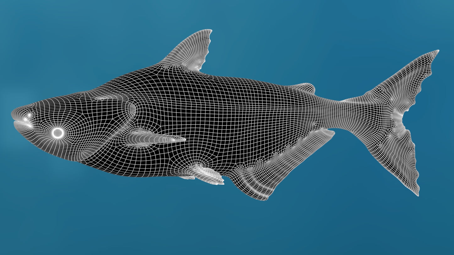 Rigged Mekong Giant Catfish 3D Model