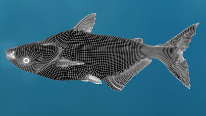 Rigged Mekong Giant Catfish 3D Model