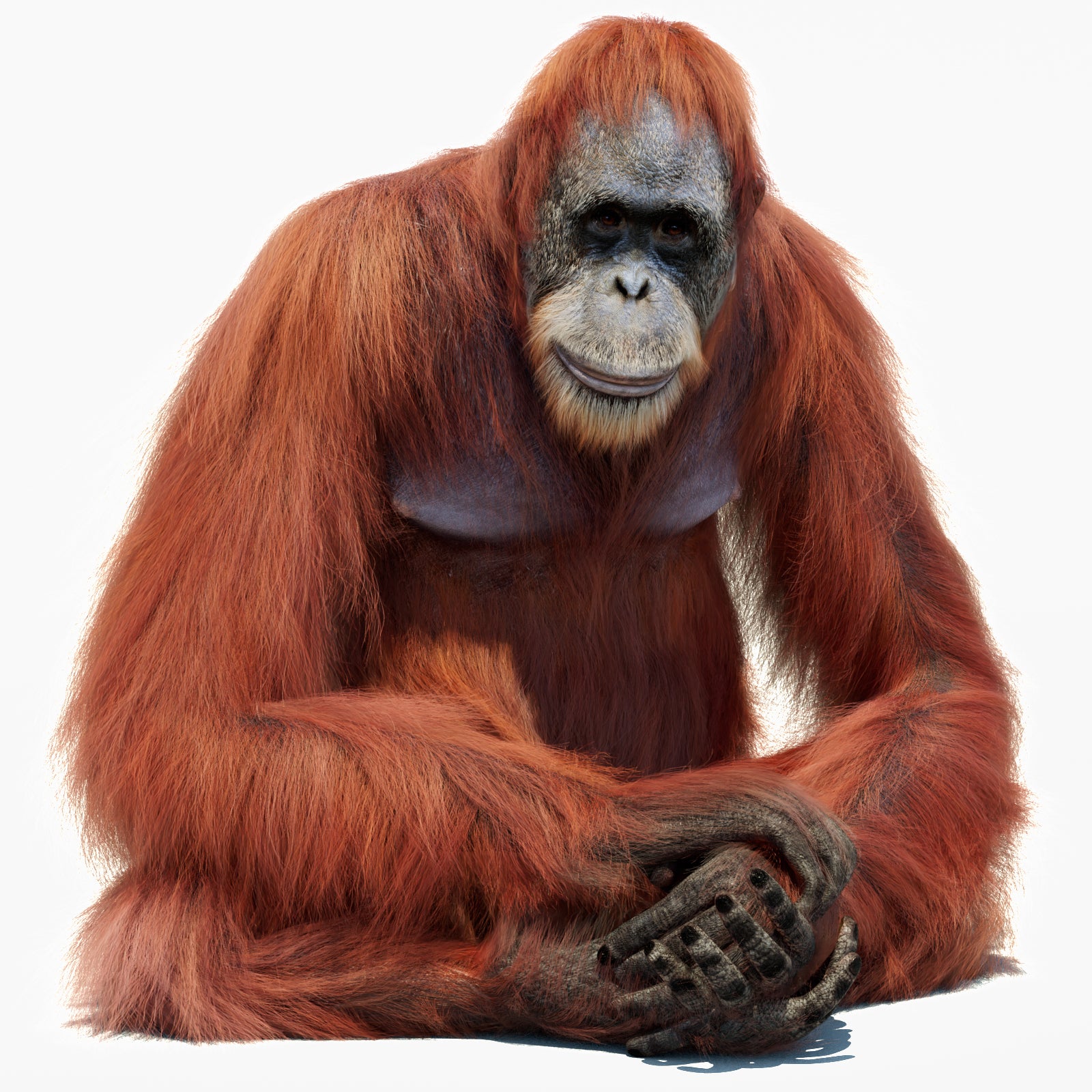 Rigged orangutan 3D model with realistic groomed hair and fur
