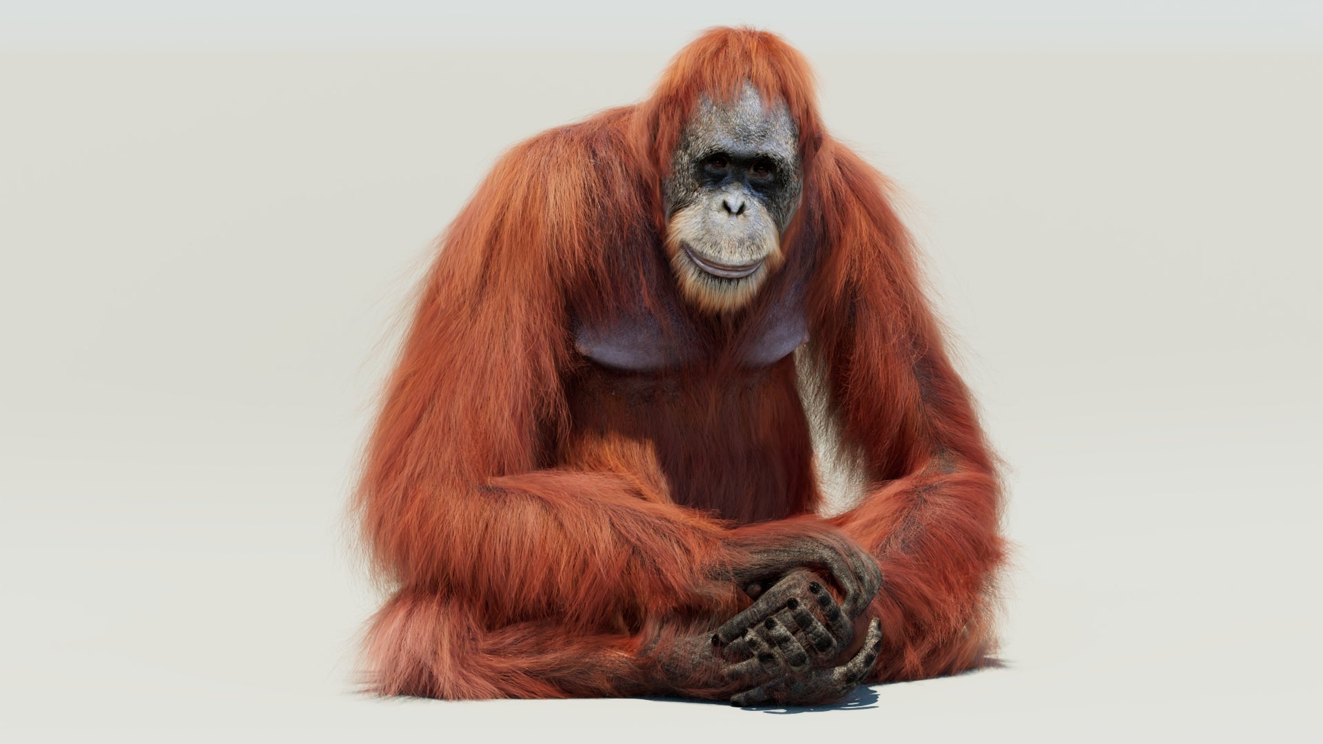 3D Orangutan rigged 3D models sitting on a white background