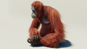 Rigged orangutan 3D model with realistic groomed hair and fur