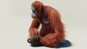 Rigged orangutan 3D model with realistic groomed hair and fur Thumbnail