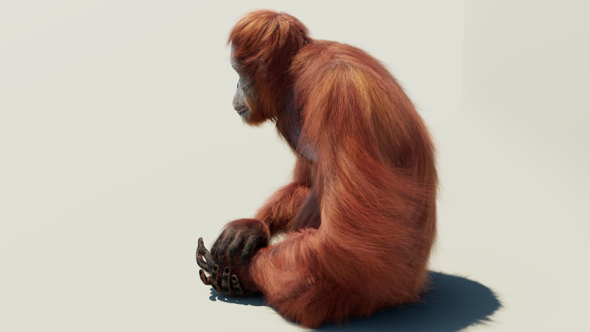 Rigged orangutan 3D model with realistic groomed hair and fur