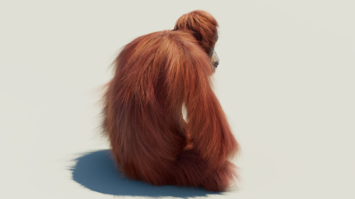 Rigged orangutan 3D model with realistic groomed hair and fur