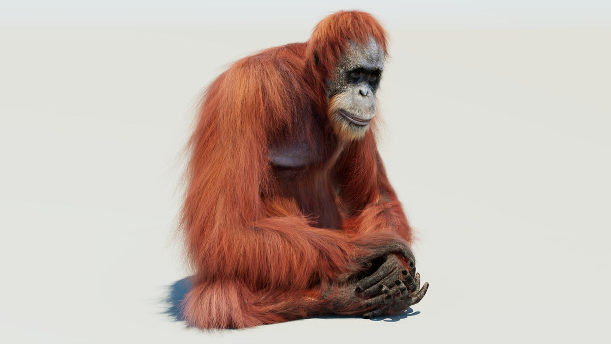 Rigged orangutan 3D model with realistic groomed hair and fur