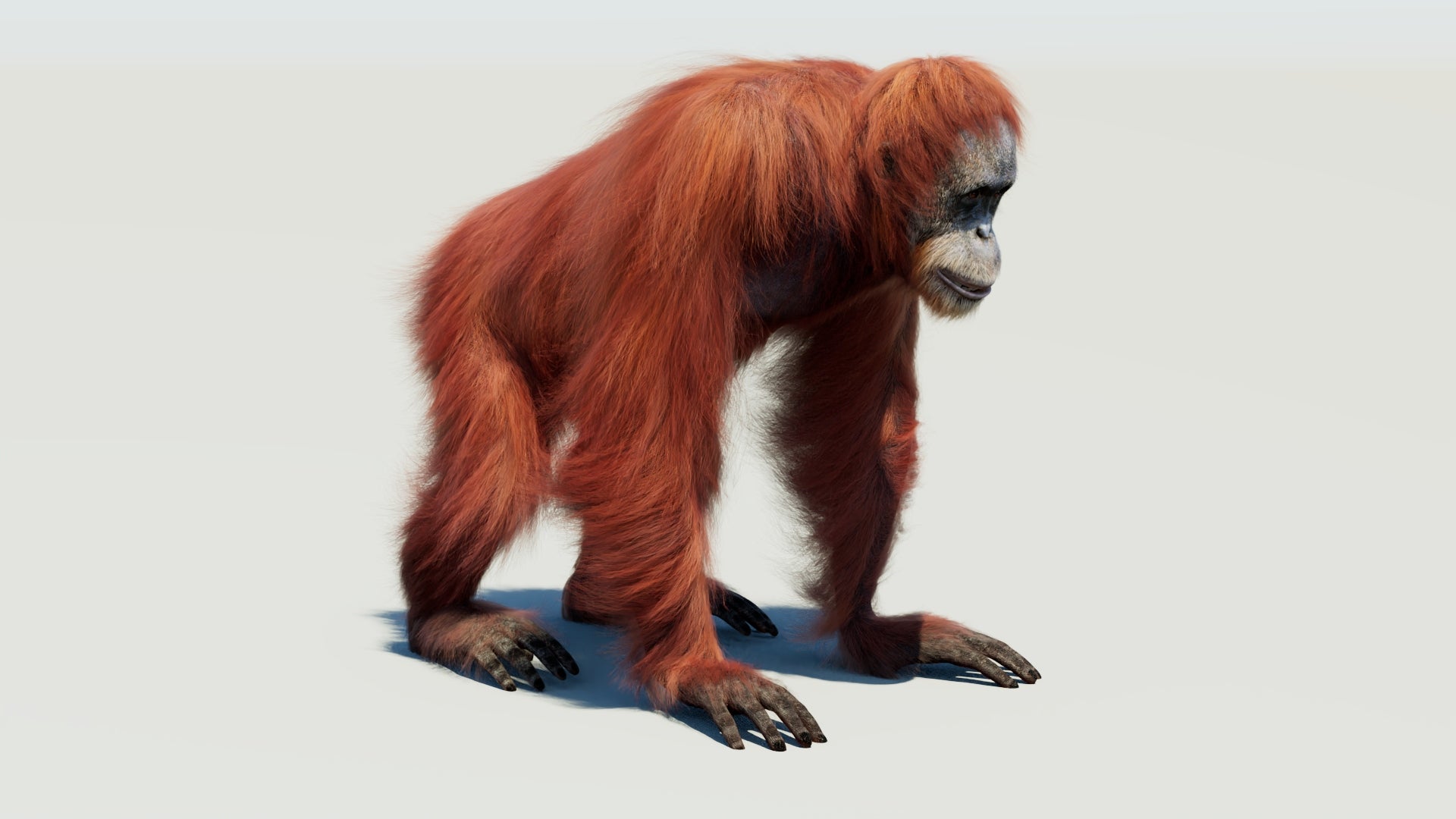 Rigged orangutan 3D model with realistic groomed hair and fur